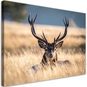 Obraz do salonu sypialni biura, Jeleń na łące krajobraz natura 60×40 886231 Obraz do salonu sypialni biura, Jeleń na łące krajobraz natura 60×40 886231