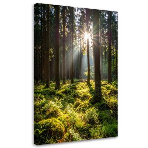 Obraz do salonu sypialni biura, Las drzewa wschód słońca 20×30 885133 Obraz do salonu sypialni biura, Las drzewa wschód słońca 20×30 885133