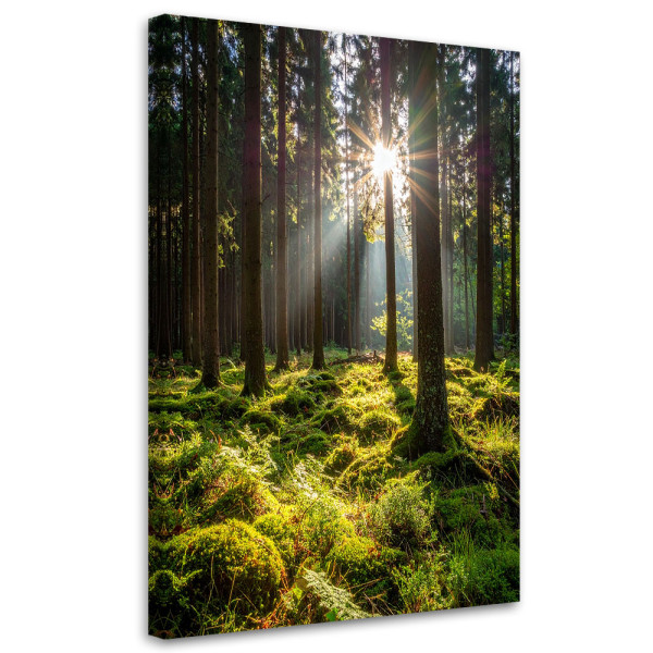 Obraz do salonu sypialni biura, Las drzewa wschód słońca 60x90 886885