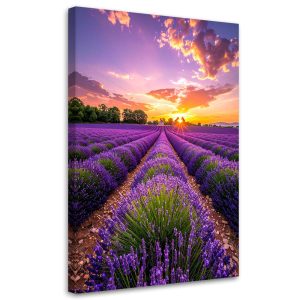 Obraz do salonu sypialni biura, Pole lawendy łąka fioletowy 30×45 887096 Obraz do salonu sypialni biura, Pole lawendy łąka fioletowy 30×45 887096