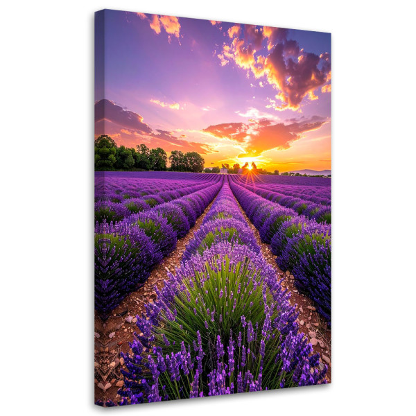 Obraz do salonu sypialni biura, Pole lawendy łąka fioletowy 80x120 885823