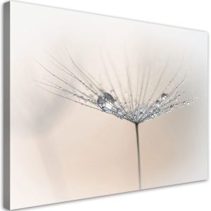 Obraz do salonu sypialni kuchni biura, Dmuchawce rośłiny kwiaty rosa 45×30 995561 Obraz do salonu sypialni kuchni biura, Dmuchawce rośłiny kwiaty rosa 45×30 995561
