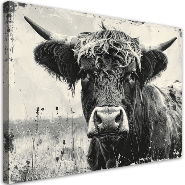 Obraz do salonu sypialni kuchni biura, Krowa szkocka czarno biała 60x40 998495