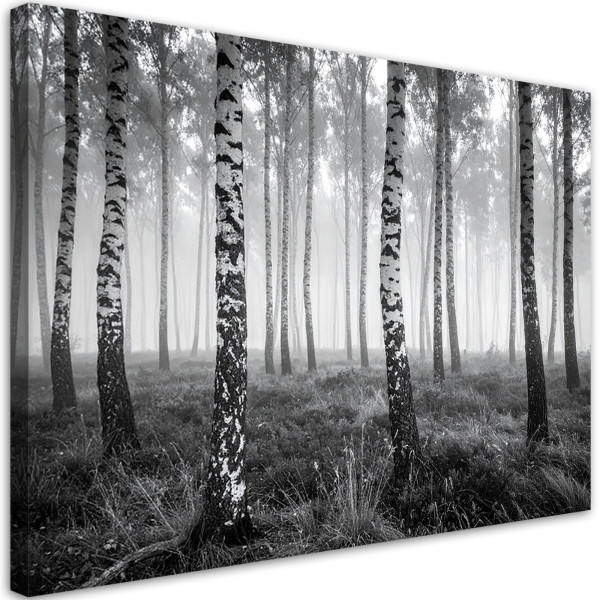 Obraz do salonu sypialni kuchni biura, Las brzozowy mgła czarno 120x80 997334