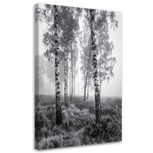 Obraz do salonu sypialni kuchni biura, Las brzozowy mgła czarno 40×60 998970 Obraz do salonu sypialni kuchni biura, Las brzozowy mgła czarno 40×60 998970