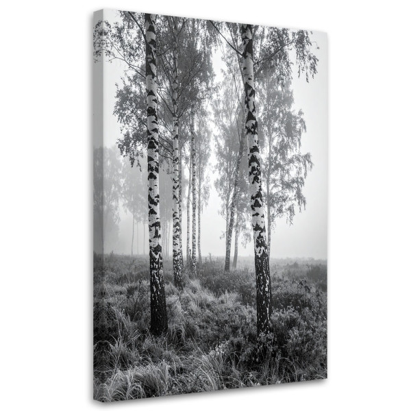 Obraz do salonu sypialni kuchni biura, Las brzozowy mgła czarno 60x90 998216