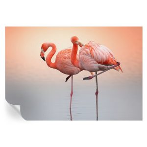 Samoprzylepna tapeta Delikatne flamingi 152×104 Wallfluent 935674