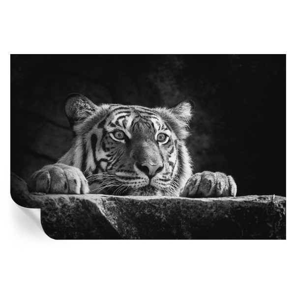 Samoprzylepna tapeta Drapieżne spojrzenie 104x70 Tulup 934167