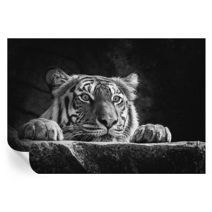 Samoprzylepna tapeta Drapieżne spojrzenie 152×104 Tulup 934177 Samoprzylepna tapeta Drapieżne spojrzenie 152×104 Tulup 934177
