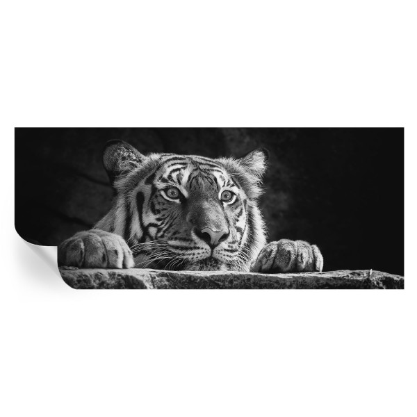 Samoprzylepna tapeta Drapieżne spojrzenie 250x104 Tulup 934146