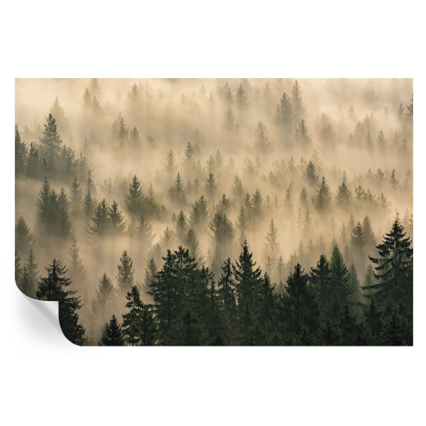 Samoprzylepna tapeta Leśna mgła 104x70 Tulup 967105