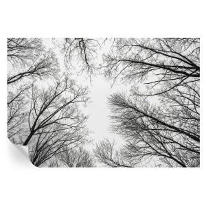 Samoprzylepna tapeta Nagie gałęzie 104×70 Wallfluent 935669