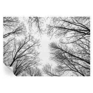 Samoprzylepna tapeta Nagie gałęzie 152×104 Wallfluent 935476