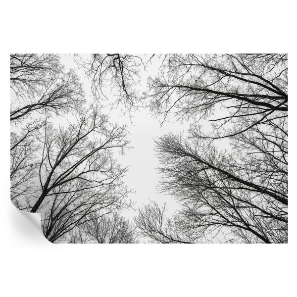 Samoprzylepna tapeta Nagie gałęzie 152x104 Wallfluent 935476