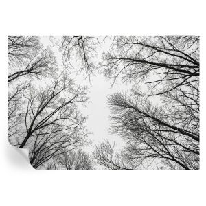 Samoprzylepna tapeta Nagie gałęzie 208×146 Wallfluent 935550 Samoprzylepna tapeta Nagie gałęzie 208×146 Wallfluent 935550