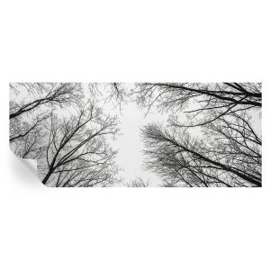 Samoprzylepna tapeta Nagie gałęzie 250×104 Wallfluent 935503 Samoprzylepna tapeta Nagie gałęzie 250×104 Wallfluent 935503