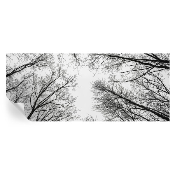 Samoprzylepna tapeta Nagie gałęzie 250x104 Wallfluent 935503