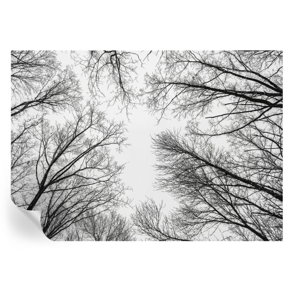 Samoprzylepna tapeta Nagie gałęzie 312x219 Wallfluent 935679