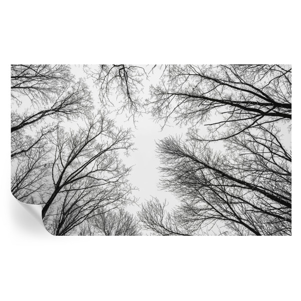 Samoprzylepna tapeta Nagie gałęzie 416x254 Wallfluent 935667